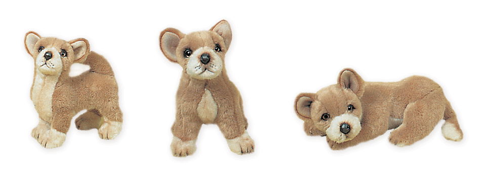 Chihuahuas