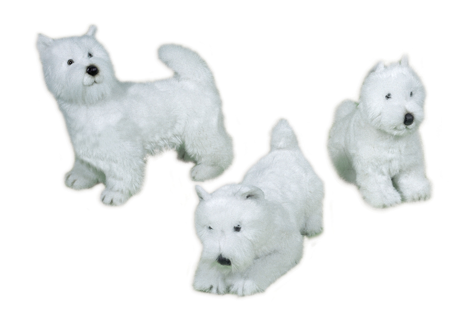 West Highland White Terriers