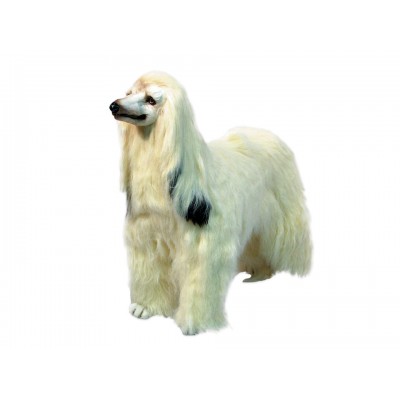 Afghan Hound 0290 by Piutrè 
