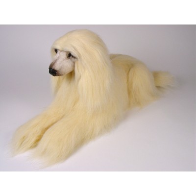 Afghan Hound 0292 by Piutrè