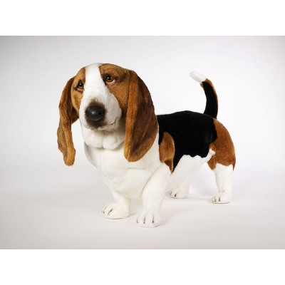 Basset Hound 3274 by Piutrè