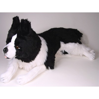 Border Collie 1216 by Piutrè
