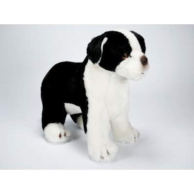 Boston Terrier Puppy 1362 by Piutrè 