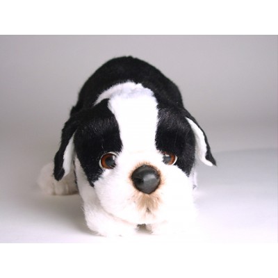 Boston Terrier Puppy 4222 by Piutrè 