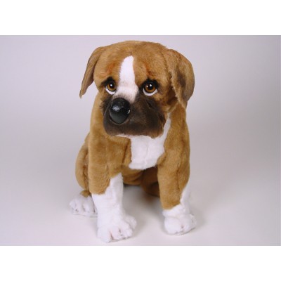 Boxer Puppy 2284 by Piutrè