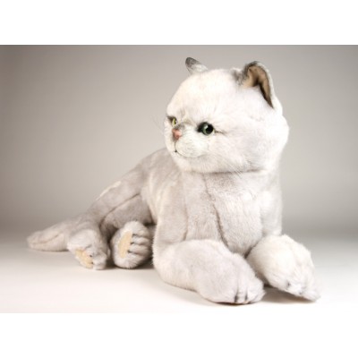 British Shorthair Cat 2461 by Piutrè 