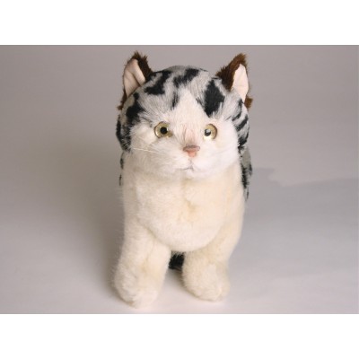 British Shorthair Kitten 2337 by Piutrè
