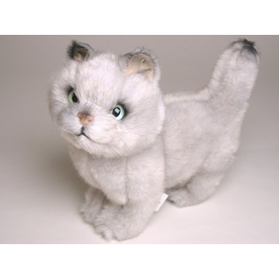 British Shorthair Kitten 2463 by Piutrè 