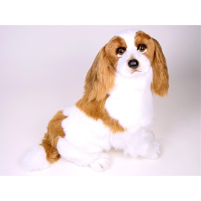 Cavalier-King-Charles-Spaniel-