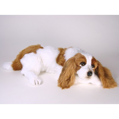 Cavalier-King-Charles-Spaniel-