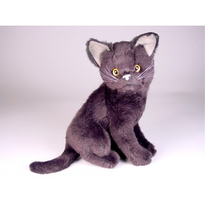 Certosino (Carthusian) Kitten 2324 by Piutrè 