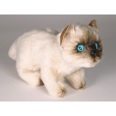 Colorpoint Ragdoll Kitten 2362 by Piutrè 