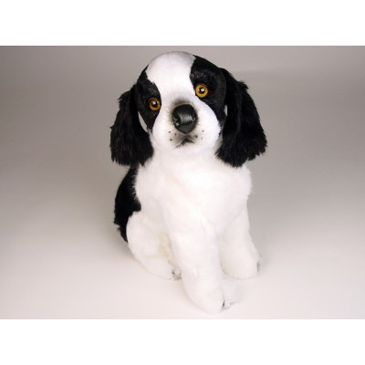 Epagneul Breton (Brittany) Puppy 0298 by Piutrè