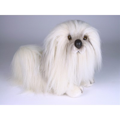 Havanese 1288 by Piutrè