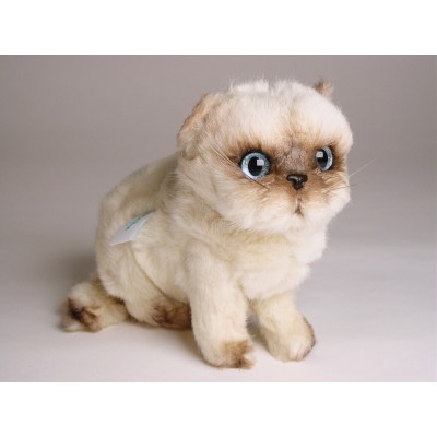 ​​Himalayan Persian ​Kitten 2435 by Piutrè