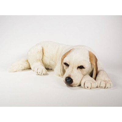 Labrador Retriever 1201 by Piutrè 