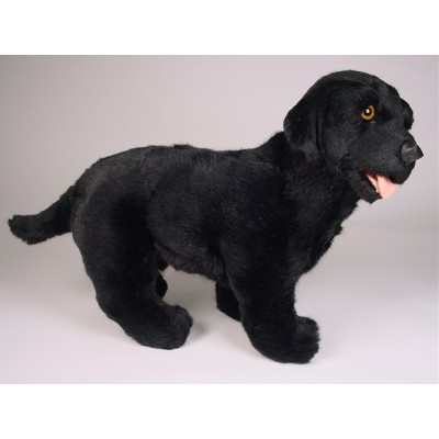 Labrador Retriever Puppy 3338 by Piutrè 