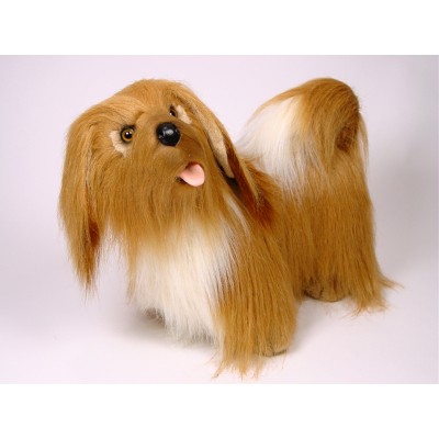 Lhasa Apso 1255 by Piutrè
