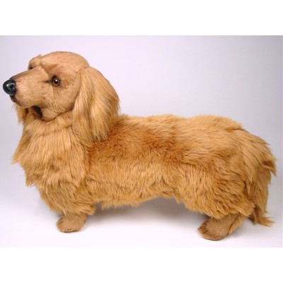 Longhaired Dachshund 2251 by Piutrè