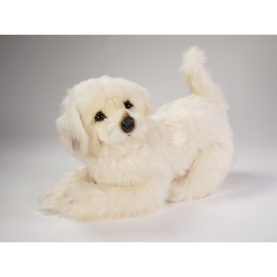 ​M​aremma Sheepdog Puppy 3215​ by Piutrè