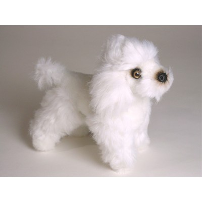 Miniature Poodle (Miniature) 4286 by Piutrè 
