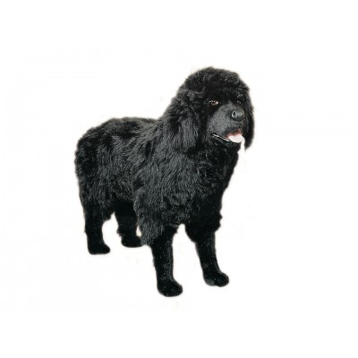 Newfoundland 2231 by Piutrè 