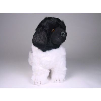 Newfoundland Puppy 2238 by Piutrè