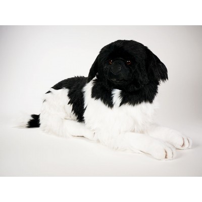 Newfoundland 2237 by Piutrè 