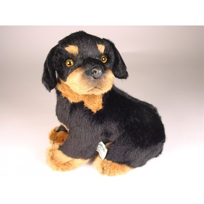 Rottweiler Puppy 3309 by Piutrè 