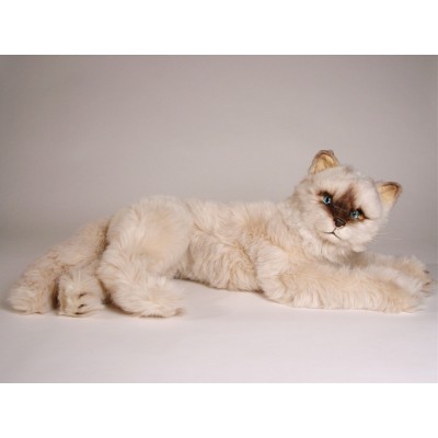 Seal Point Himalayan ​Cat ​2364 by Piutrè 