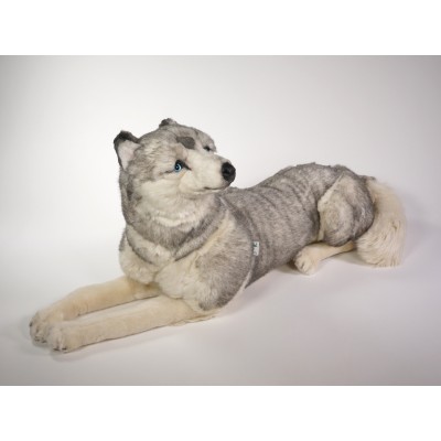 Siberian Husky 2212 by Piutrè 