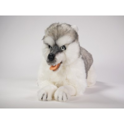 Siberian Husky 4845 by Piutrè 
