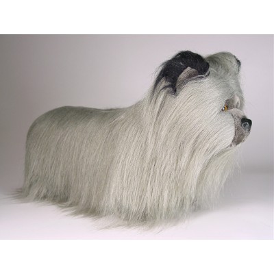 Skye Terrier Puppy 1268 by Piutrè