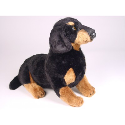 Smooth Dachshund Puppy 1212 by Piutrè