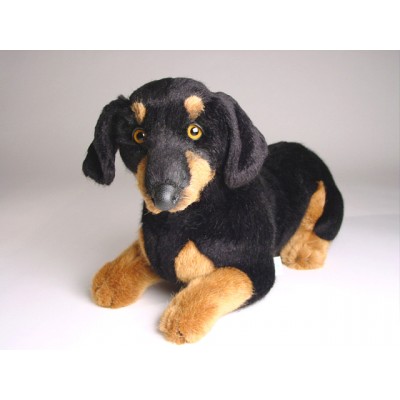 Smooth Dachshund Puppy 1213 by Piutrè