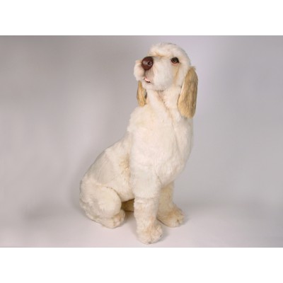 Spinone Italiano 2261 by Piutrè