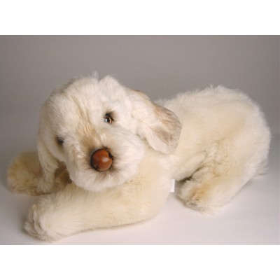 Spinone Italiano Puppy 2263 by Piutrè