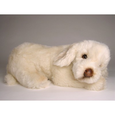 Spinone Italiano Puppy 2264 by Piutrè