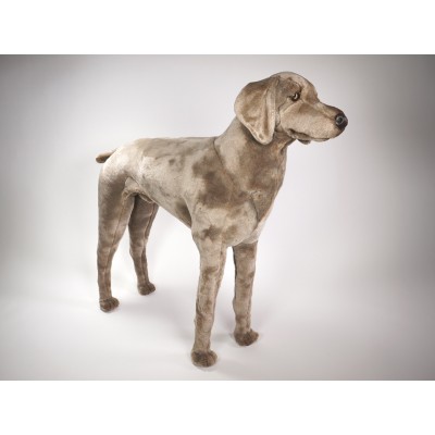 Weimaraner 3350 by Piutrè 