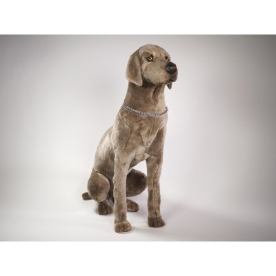 Weimaraner 3351 by Piutrè 