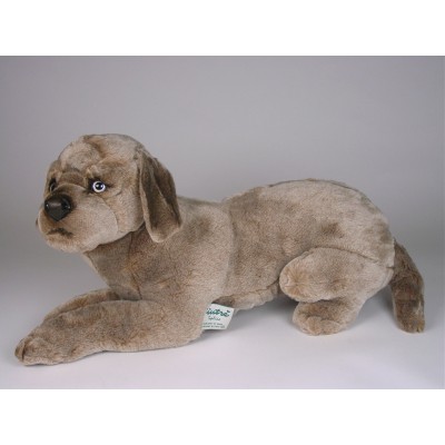 Weimaraner Puppy 3354 by Piutrè