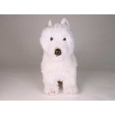 West Highland White Terrier 2275 by Piutrè