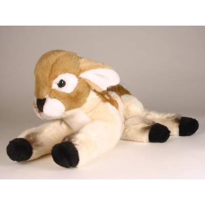 White-Tailed Deer Fawn 4833