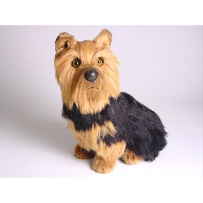 Yorkshire Terrier 3298 by Piutrè 