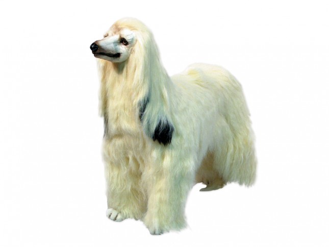 Afghan Hound 0290 by Piutrè 