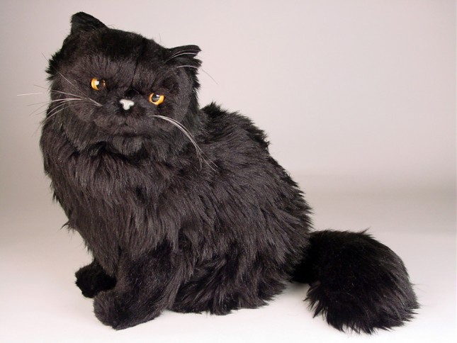 Black Persian Cat 2396 by Piutrè 