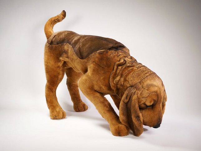 Bloodhound 2269 by Piutrè 