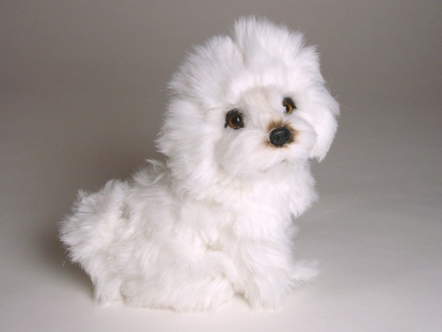 Bolognese Puppy 1308 by Piutrè