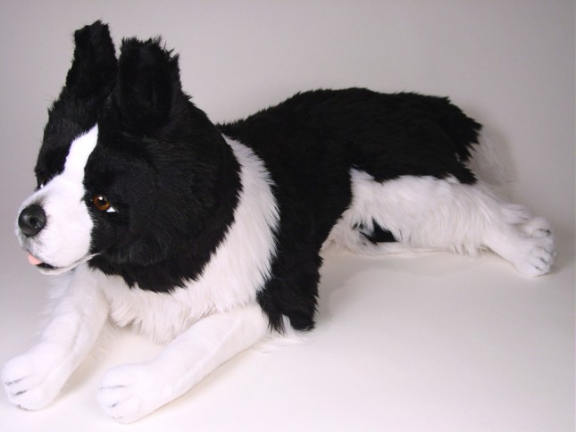 Border Collie 1216 by Piutrè