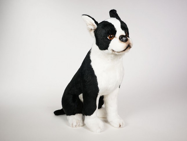 Boston Terrier 4220 by Piutrè 